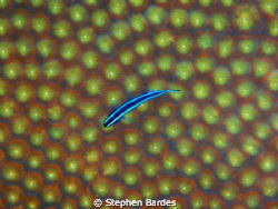 caught in the lights by Stephen Bardes 